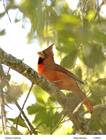 cardinal.jpg