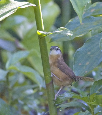 carolinawren1.jpg