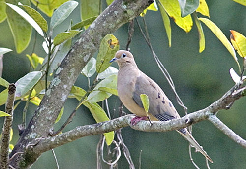 mourningdove.jpg