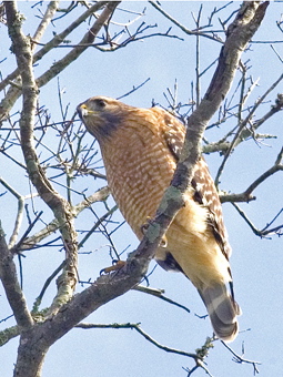 redshoulderhawk.jpg