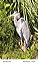blueheron