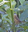 carolinawren1