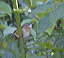 carolinawren2