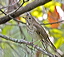 gcthrush