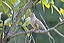 mourningdove
