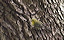 pinewarbler